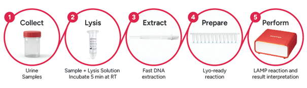 General Workflow of the InviScreen® UTI Pathogen Panel