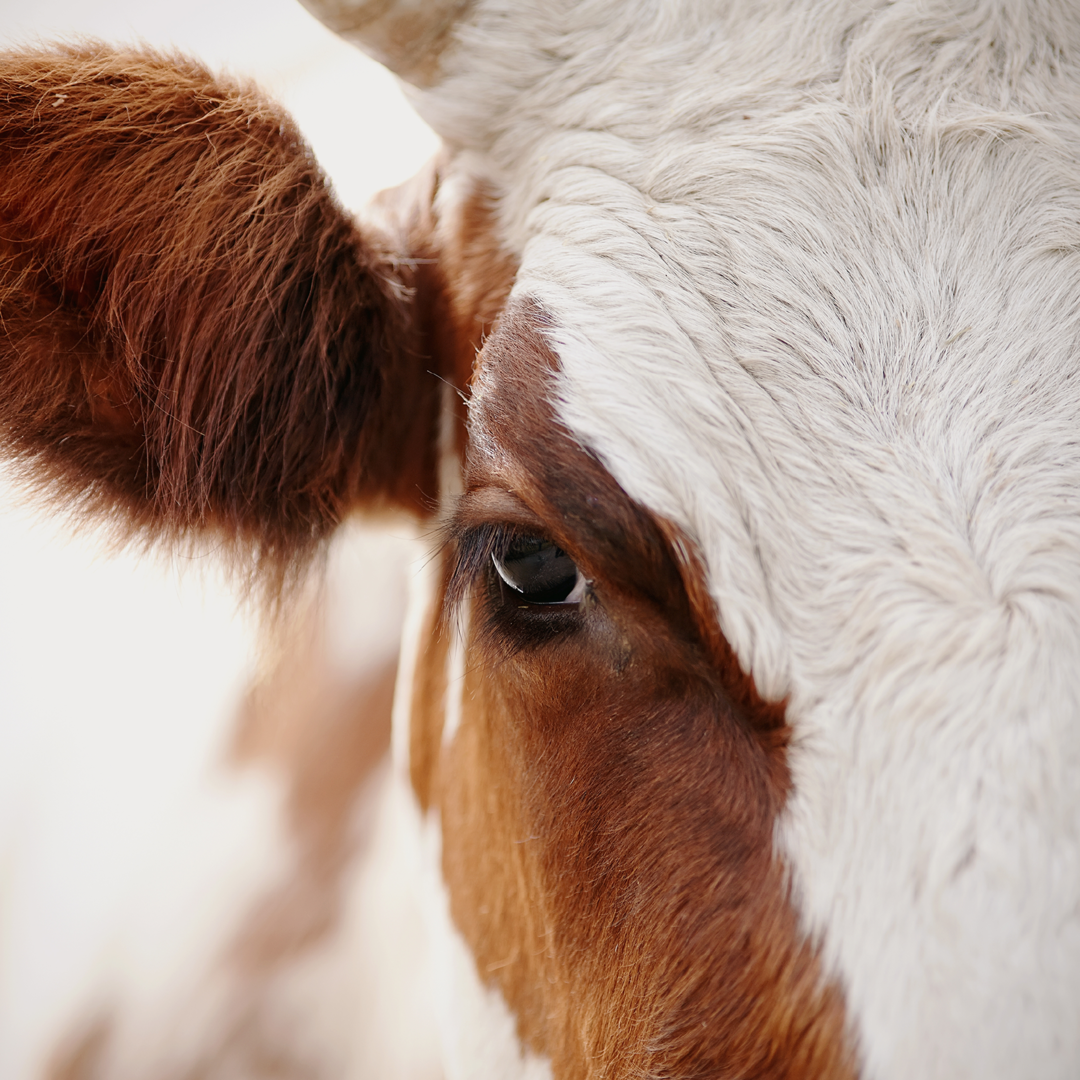Invitek_cow