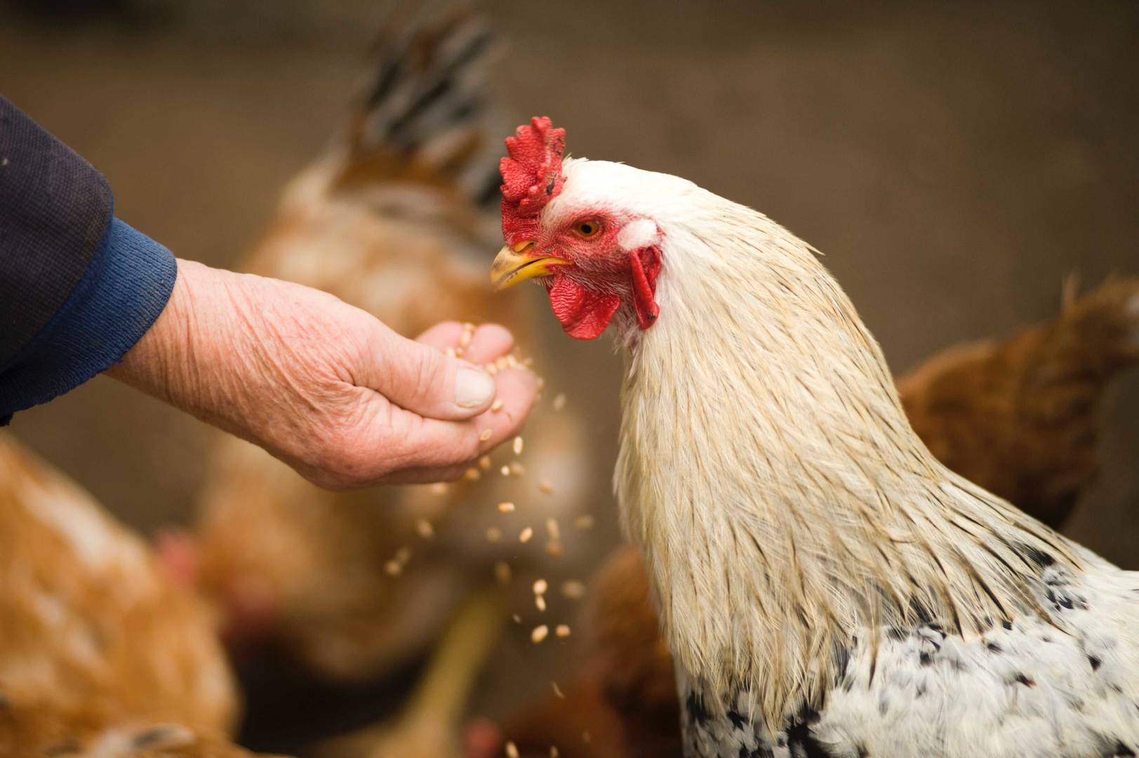 Chicken being fed by human