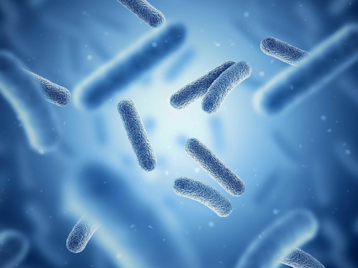 bacteria
