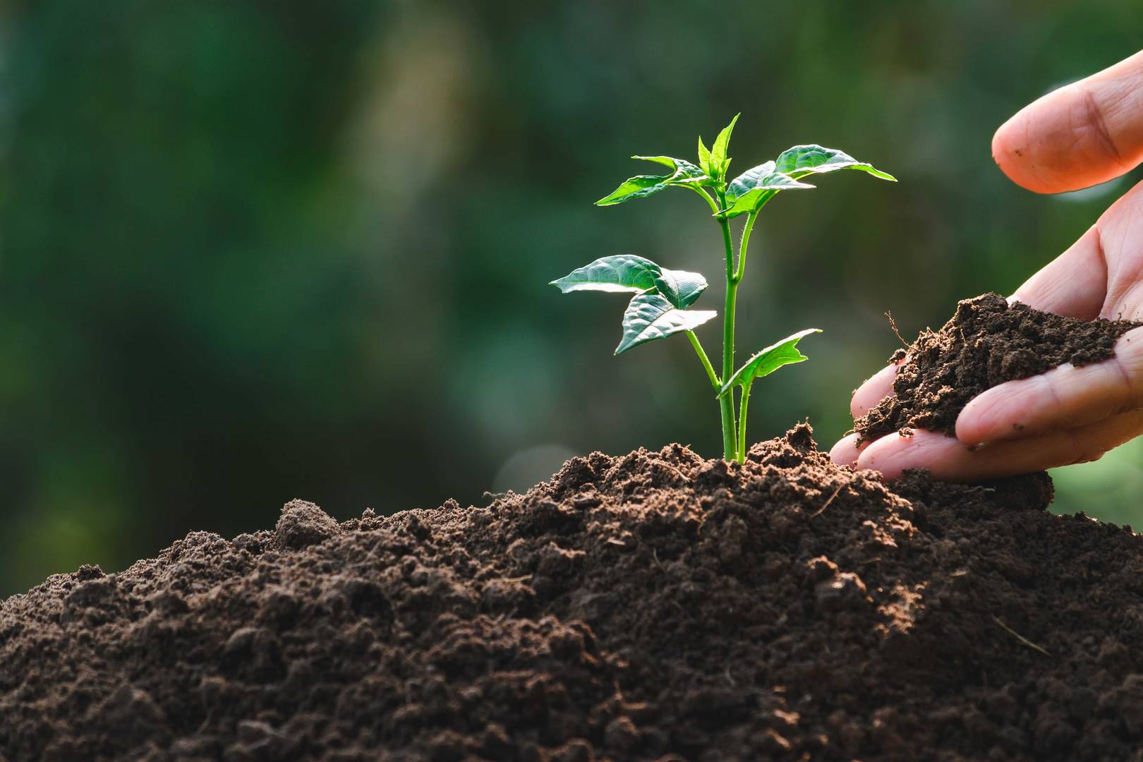 plant in soil