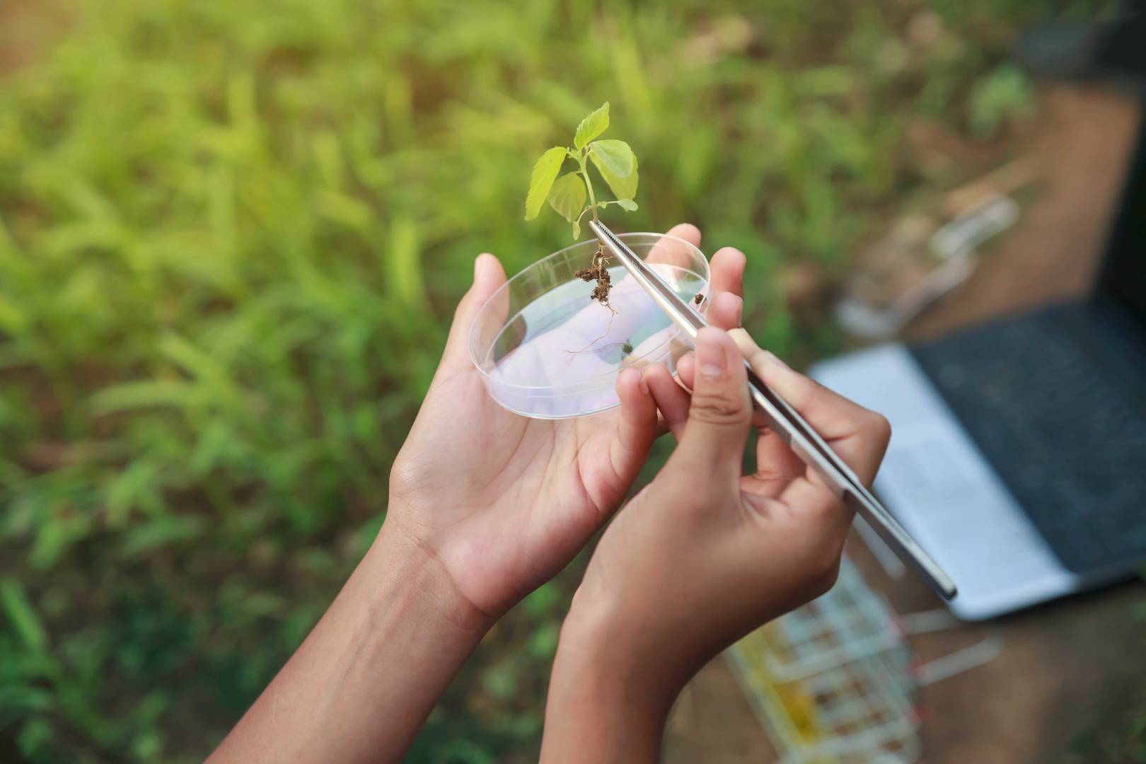 Plant sampling