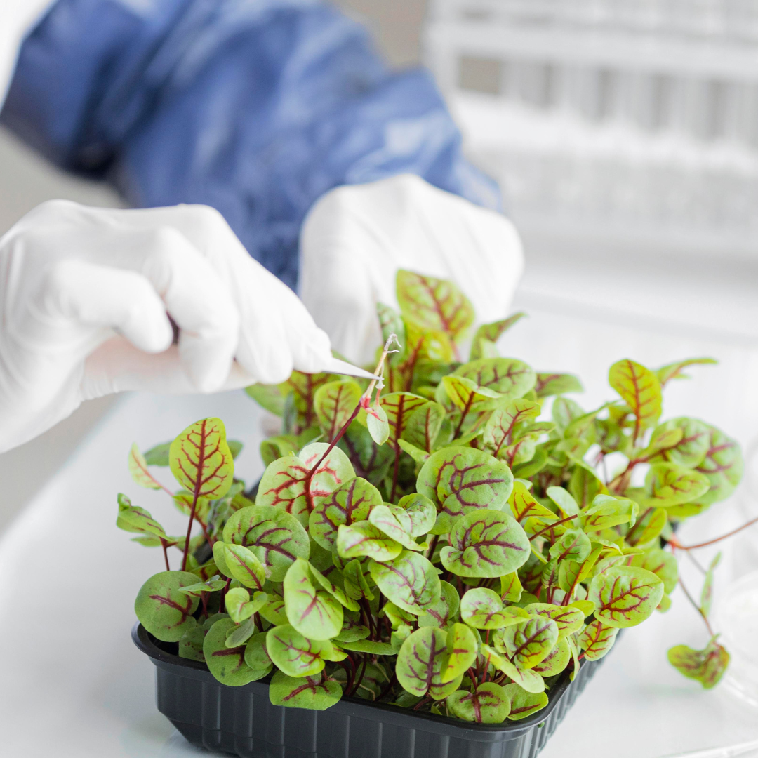 Plants in lab