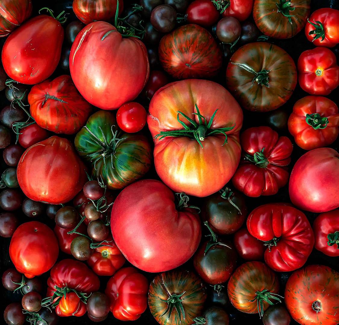 tomato fruit variety