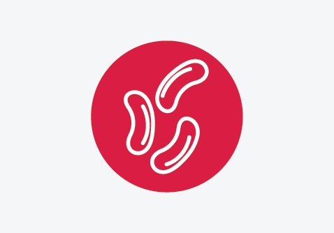 Illustration of a curved cashew nut shape.